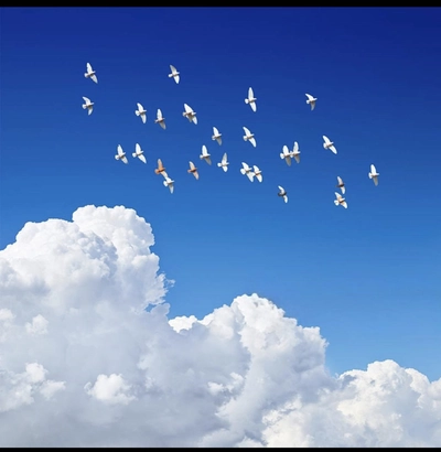 فریبرز سلیمی خون ارغوان ها