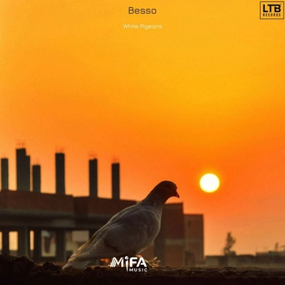 بسو  White Pigeons